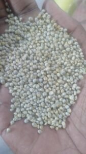 Organic Pearl Millet (Bajra)