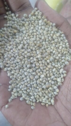Organic Pearl Millet (Bajra)