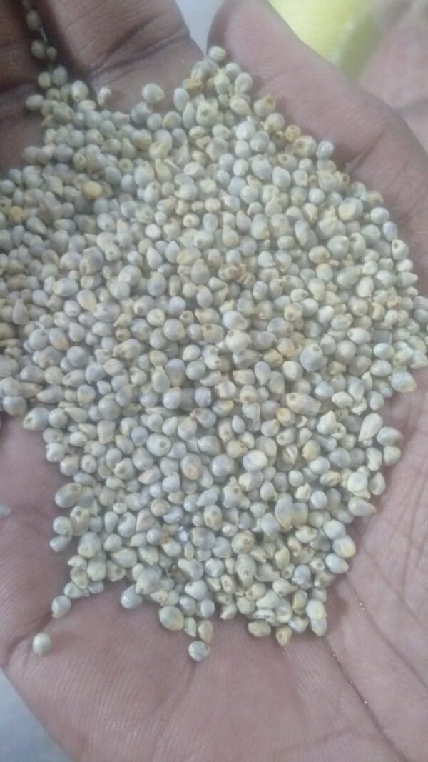 Organic Pearl Millet (Bajra)