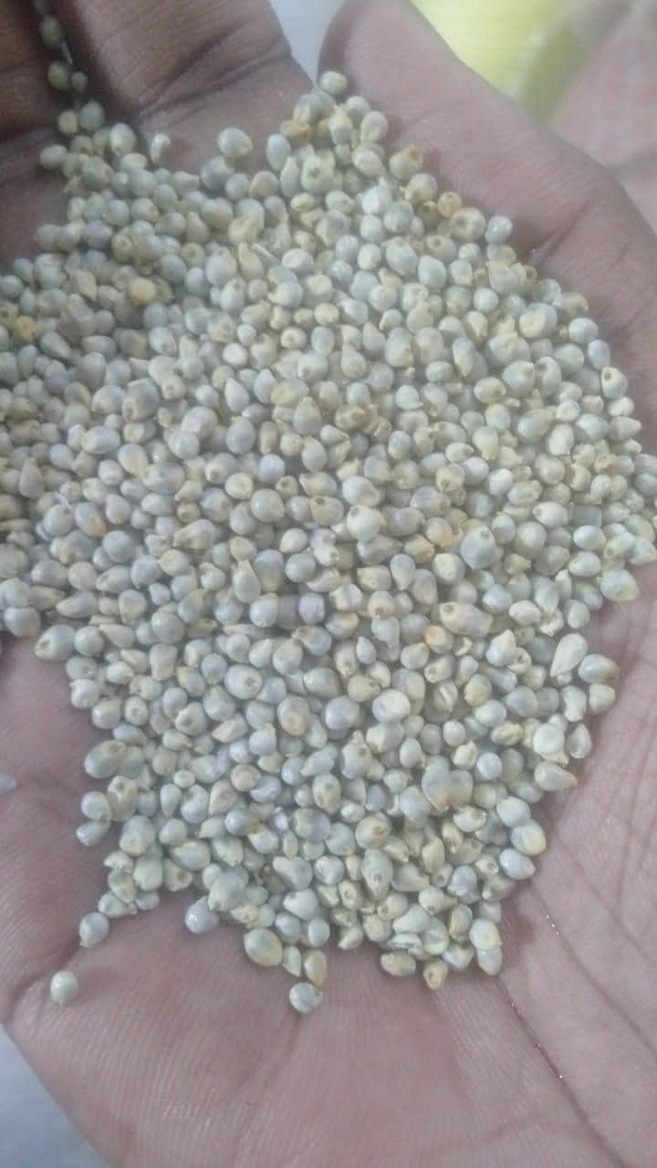 Millets & Grains