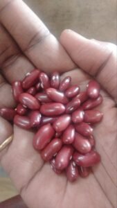 Premium Red Kidney Beans (Rajma)
