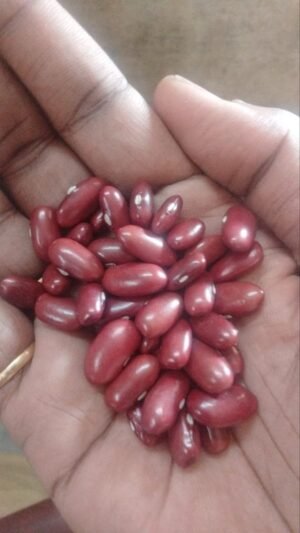 Premium Red Kidney Beans (Rajma)