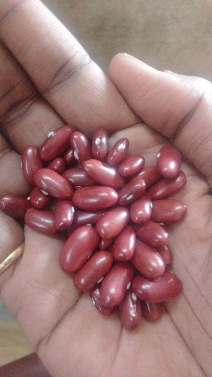 Red Kidney Beans