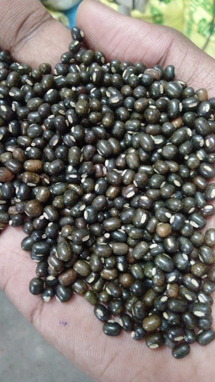 Whole Urad Dal
