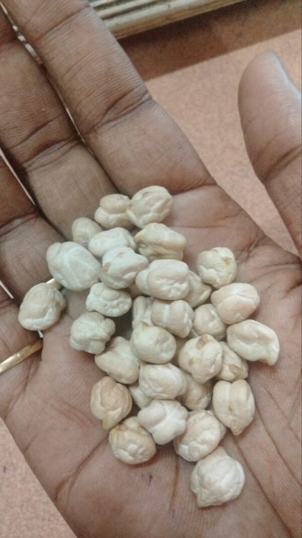 Premium Kabuli Chana (White Chickpeas)