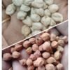 Mixed Chickpeas Combo (Kabuli & Desi)
